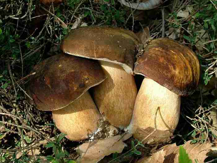  Image name: 32 Porcino.jpg 
 width: 700 pixel 
 height: 525 pixel 
 Size: 33594 bytes 
 Click to enlarge 